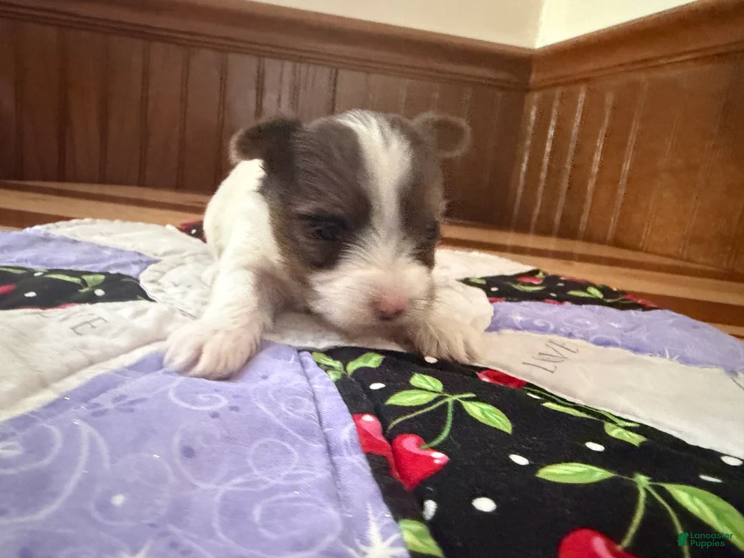 Yorkshire Terrier dogs for sale: Yorkshire Terrier Puppy 2 - Ad 3