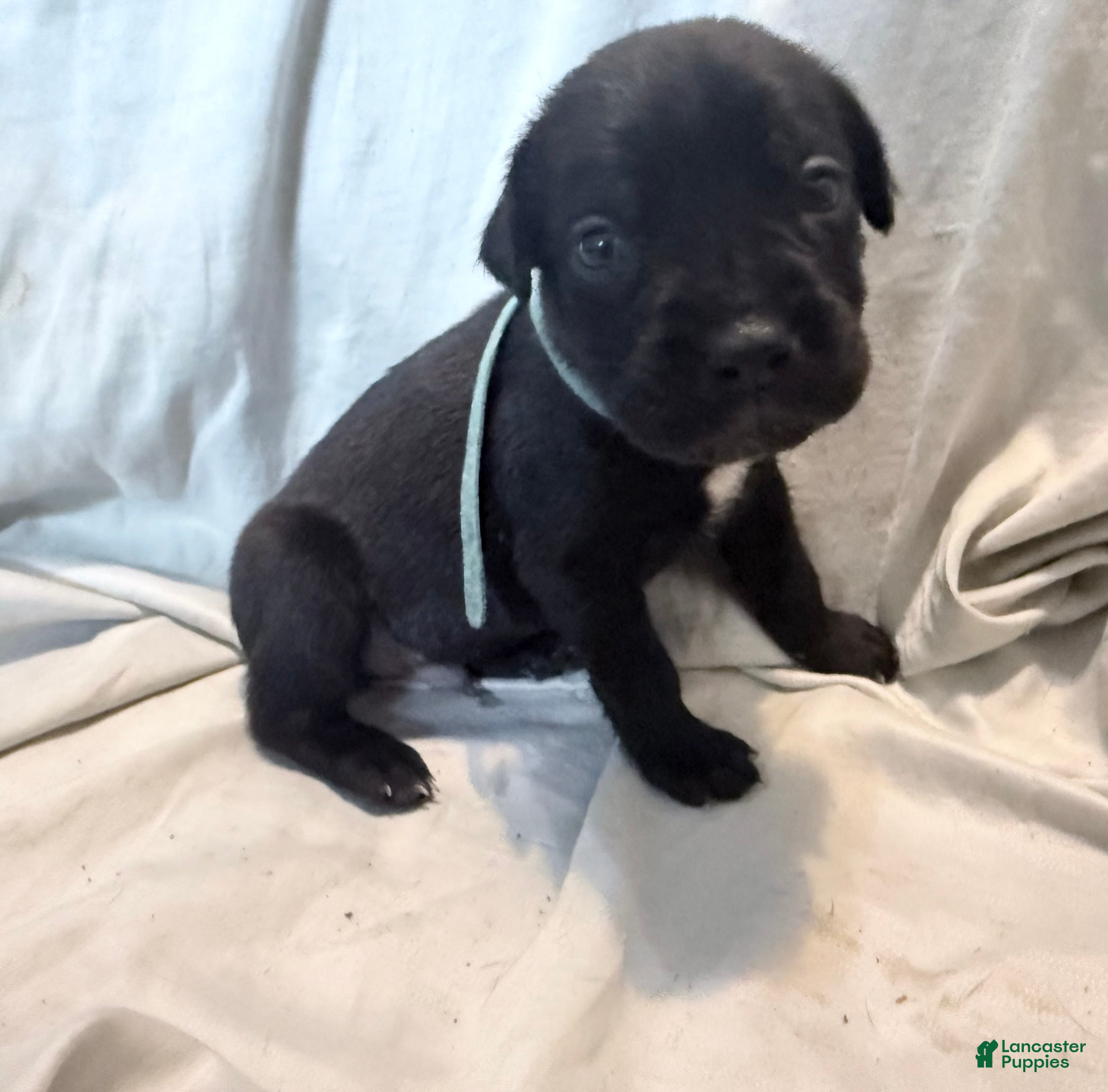 Cane Corso dogs Rufus AKC blue collar - Ad 11