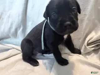 Cane Corso dogs Rufus AKC blue collar - Ad 11