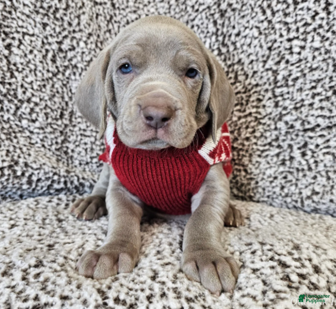 Weimaraner dogs for sale: Strider - Ad 2