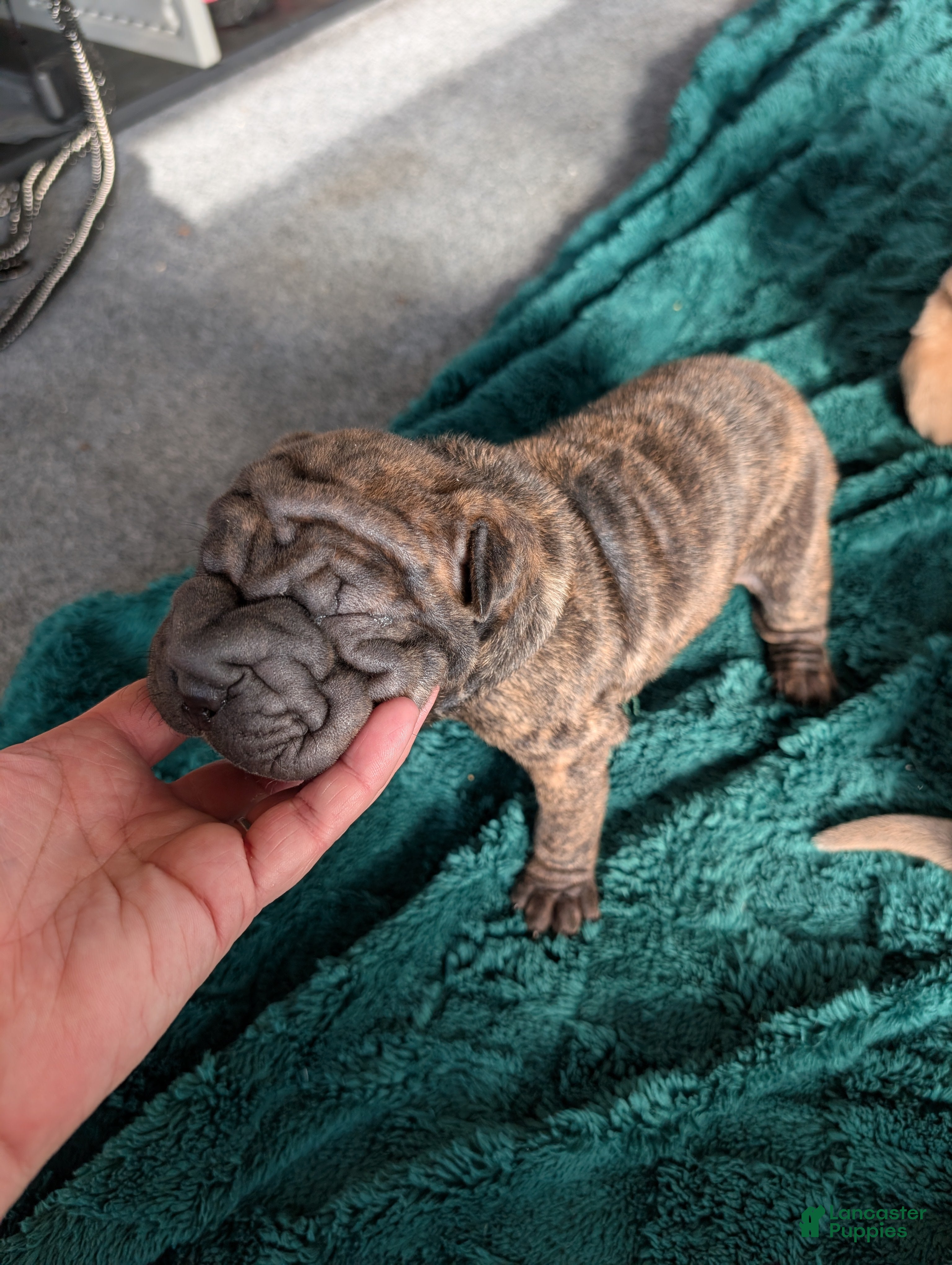 Mixed Breed dogs for sale:  Puppy 1 - Ad 2