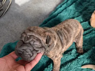 Mixed Breed dogs for sale: Puppy 1 - Ad 2