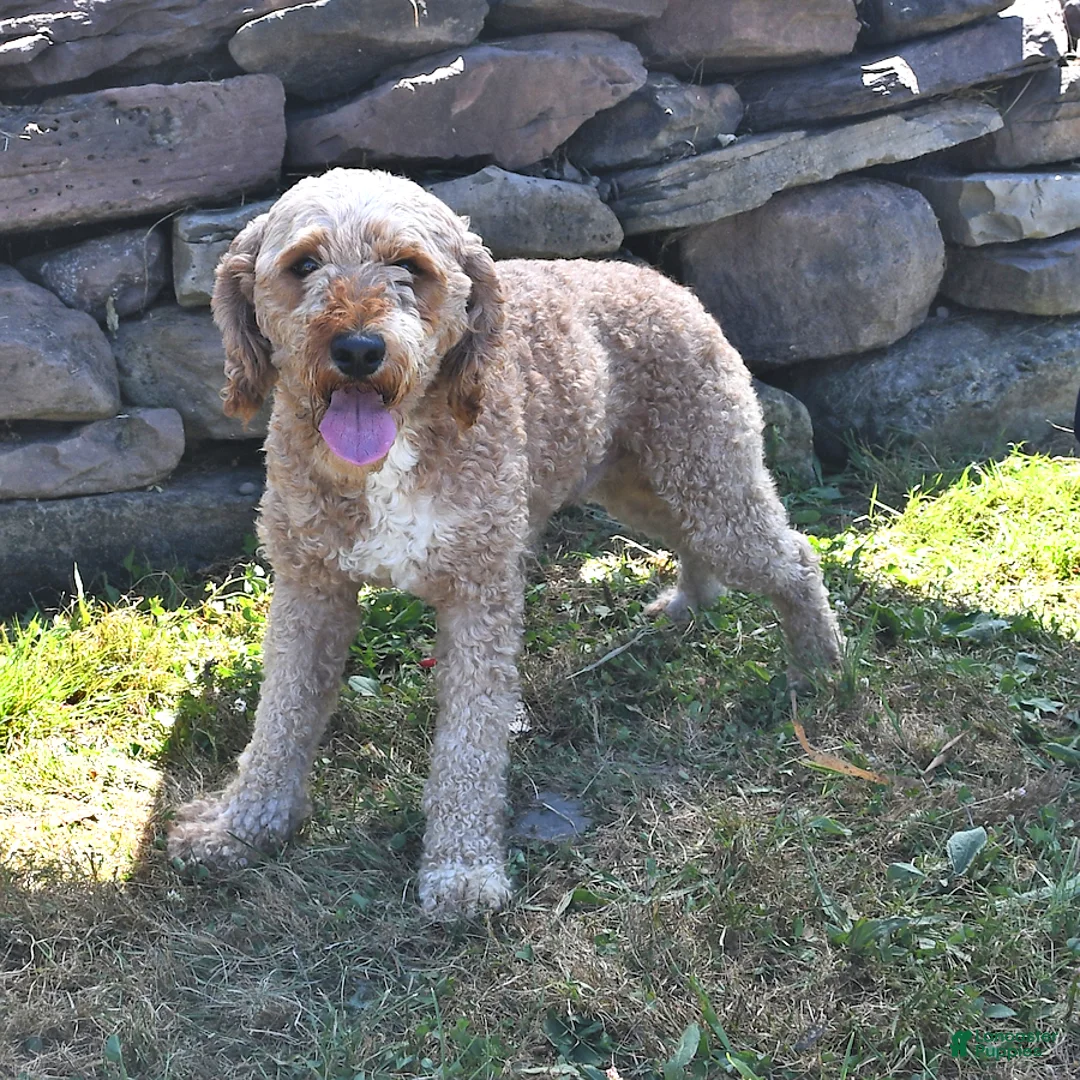 Mini Goldendoodle dogs for sale: Addy  - Ad 6