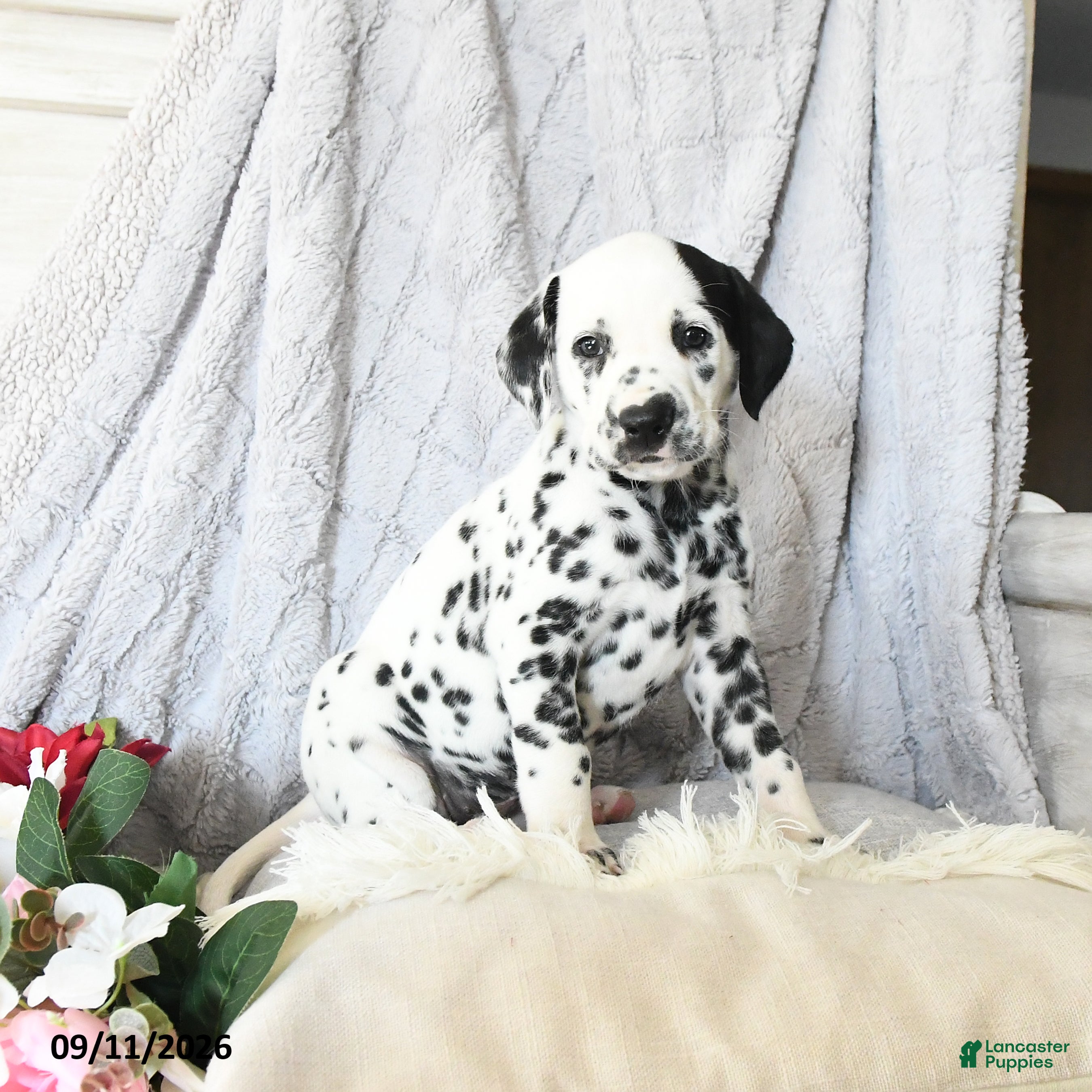 Dalmatian dogs Ellie - Ad 2
