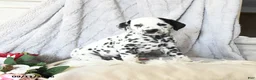 Dalmatian dogs for sale: Ellie - Ad 2