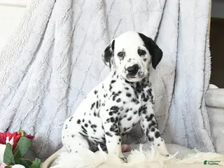 Dalmatian dogs Ellie - Ad 2