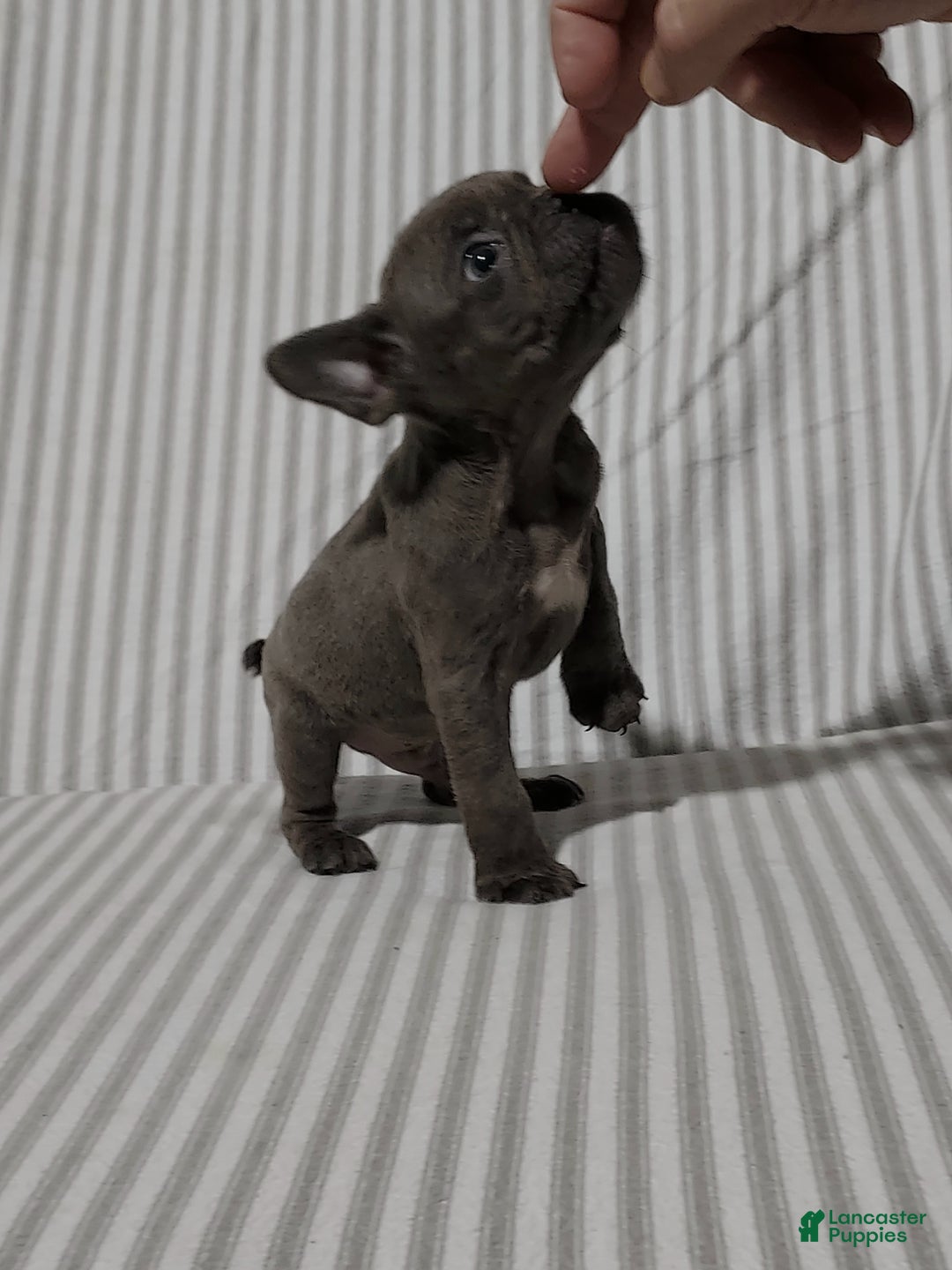 Mixed Breed dogs for sale: Leo - Ad 3