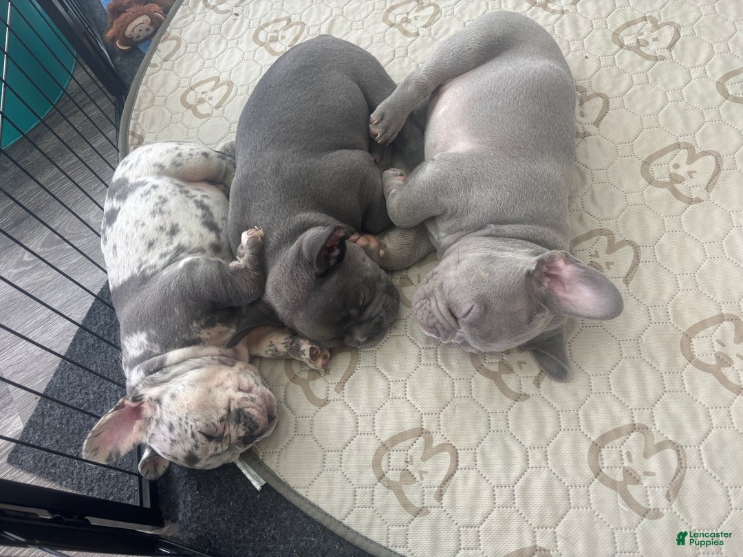 Lilac Newborn French Bulldog Puppies French Bulldog Puppies For