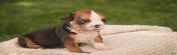 English Bulldog dogs for sale: Rita English Bulldog  - Ad 3