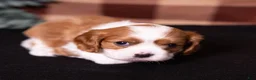 Cavalier King Charles Spaniel dogs for sale: Talon - Ad 5