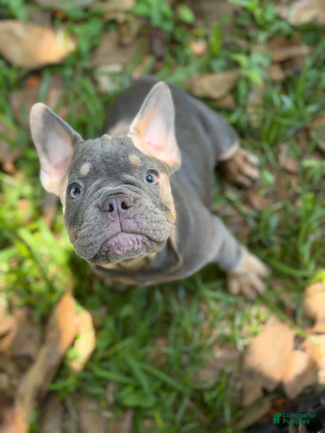 French Bulldog dogs for sale: Glamor  - Ad 1