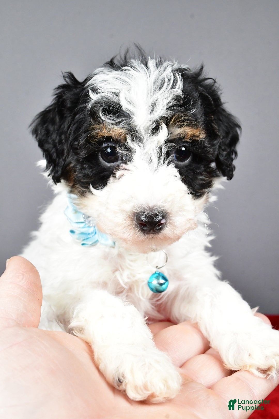 Miniature Poodle dogs for sale: Abby - Ad 6