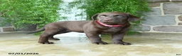 Labrador Retriever dogs for sale: Abby - Ad 3