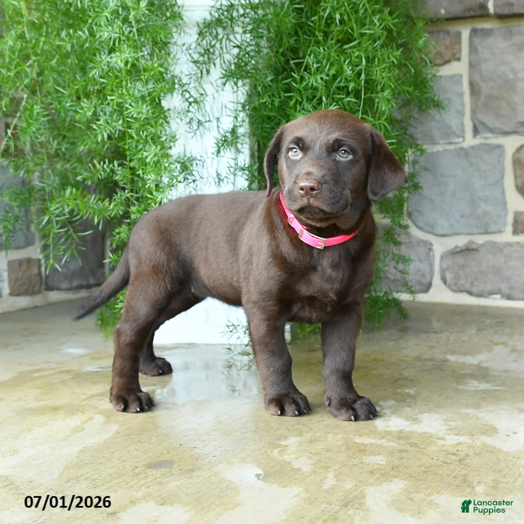 Labrador Retriever dogs for sale: Abby - Ad 3