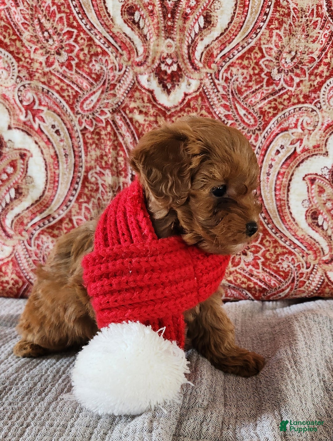 Mini Goldendoodle dogs for sale: Kate - Ad 3