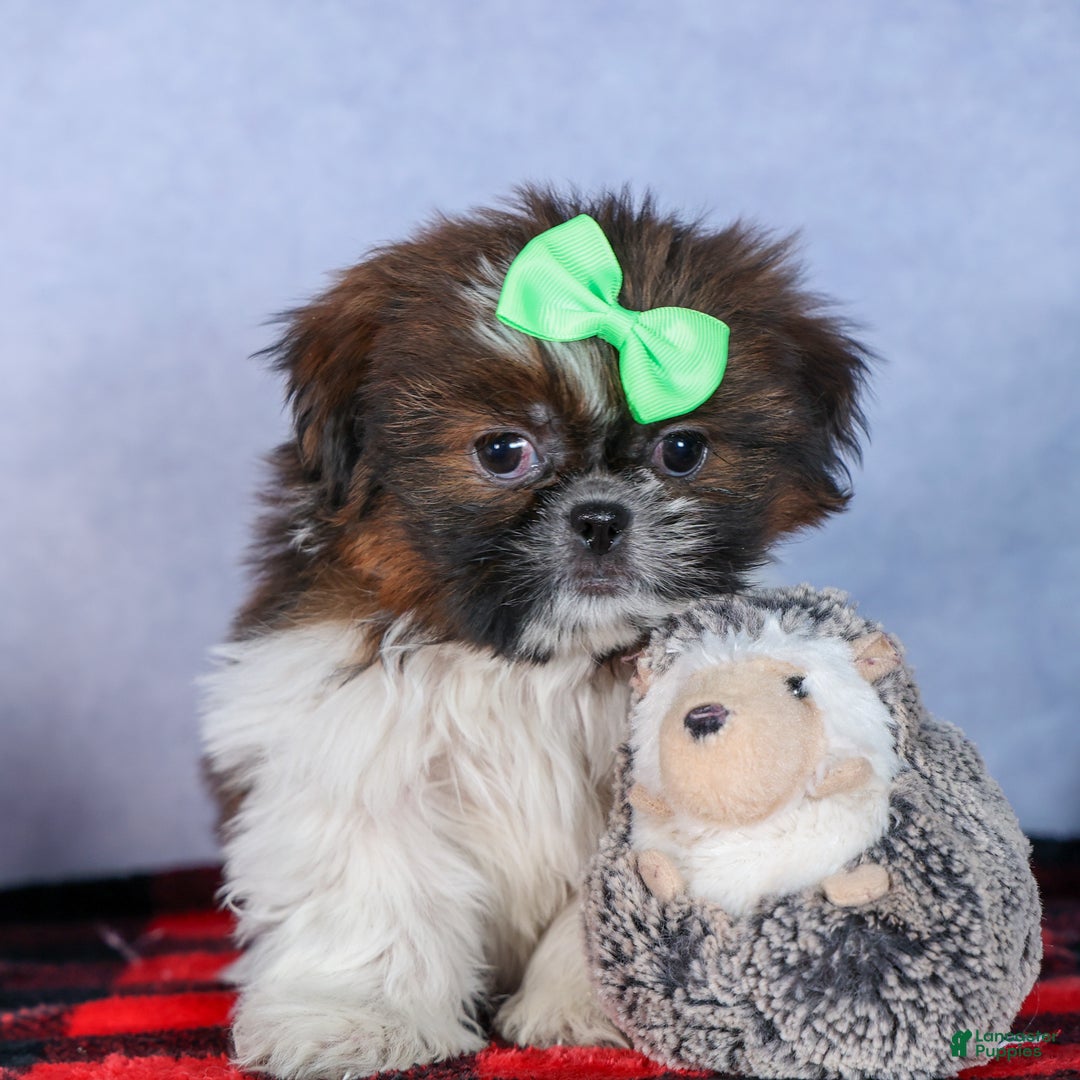 Shih Tzu dogs for sale: MARLEY - Ad 4