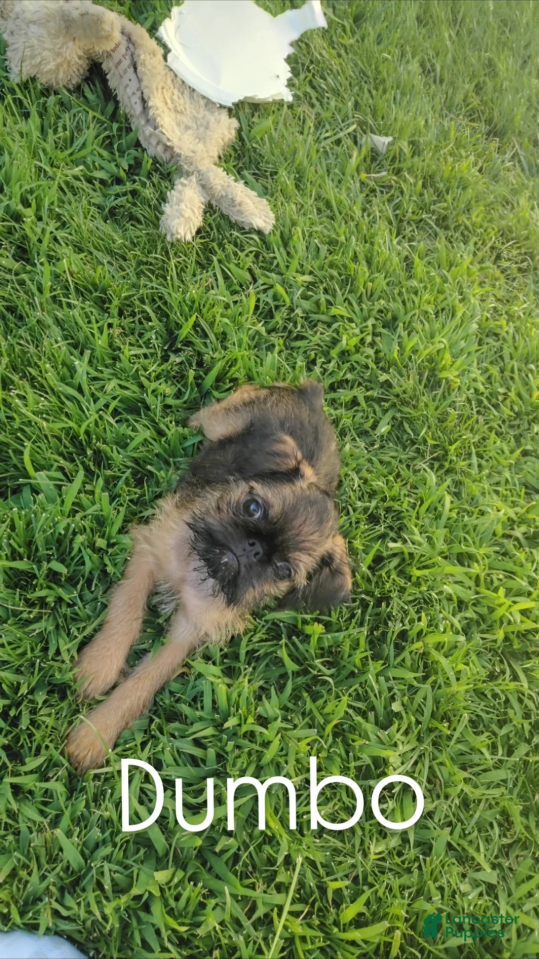 Brussels Griffon dogs for sale: Brussels Griffon 6 - Ad 1