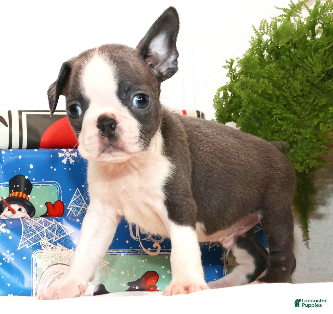 Boston Terrier dogs for sale: Blinker - Ad 6
