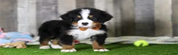 Bernese Mountain Dog dogs for sale: Chance - Ad 6