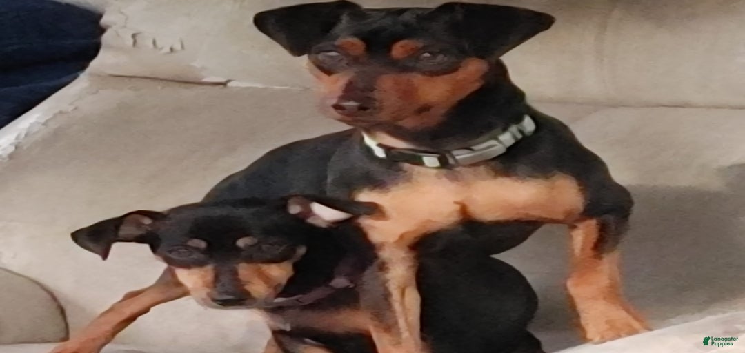 Gallery Image {{count}}