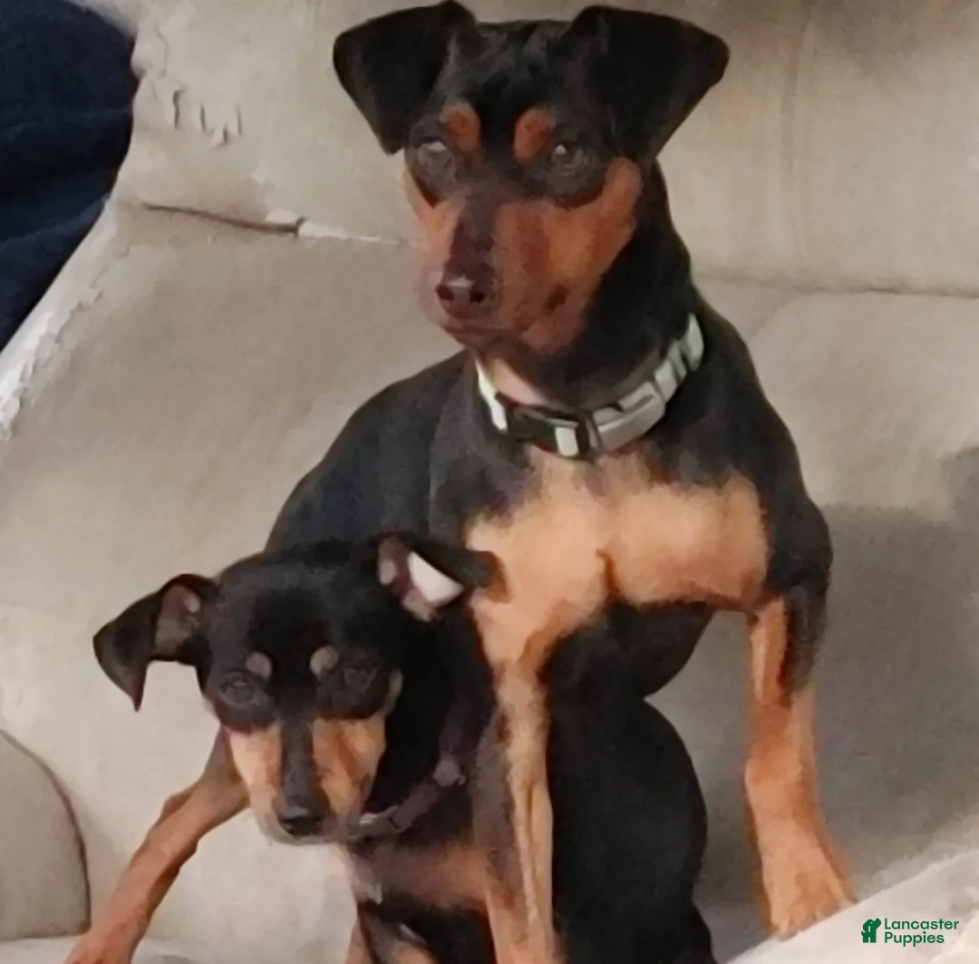 Gallery Image {{count}}