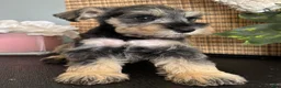 Miniature Schnauzer dogs for sale: Molly - Ad 14