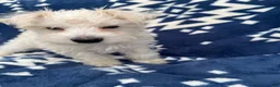 Miniature Schnauzer dogs for sale: AKC Chewie - Ad 4
