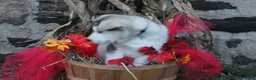 Alaskan Malamute dogs for sale: Tucker - Ad 2