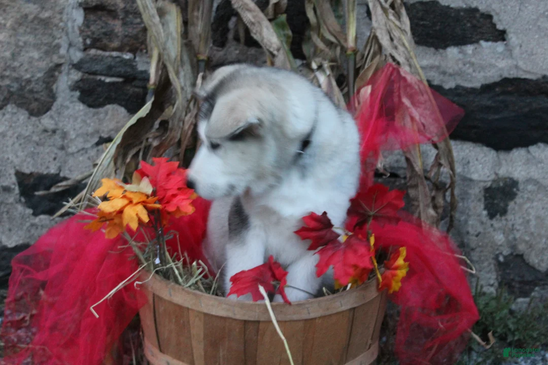 Alaskan Malamute dogs for sale: Tucker - Ad 2