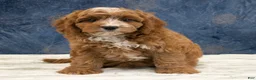 Cavapoo dogs for sale: Benson - Ad 3