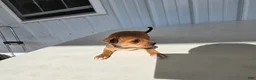 Chihuahua dogs for sale: Brutis - Ad 5