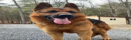 German Shepherd dogs for sale: Cordell - Ad 11