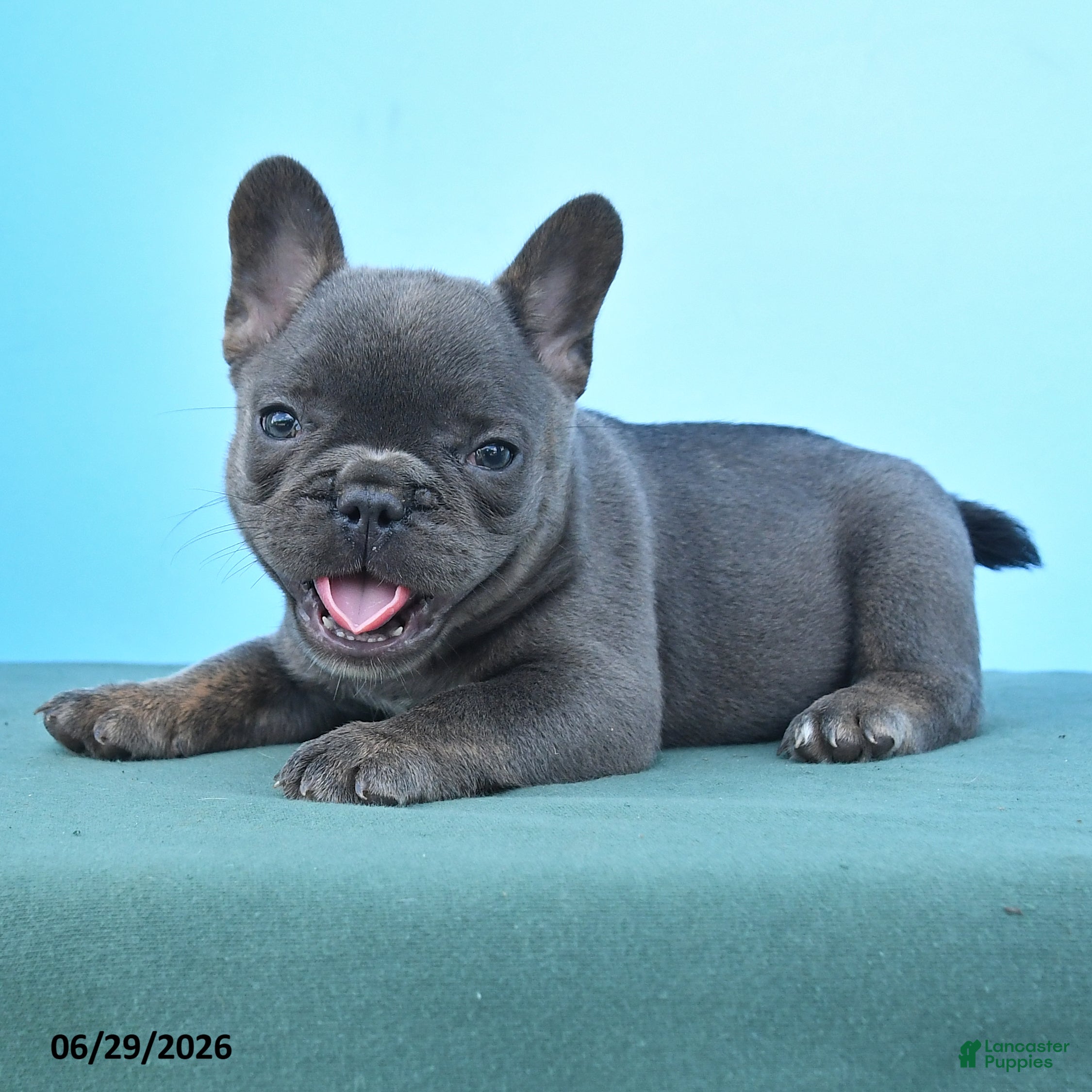 French Bulldog dogs Dolly - Ad 2