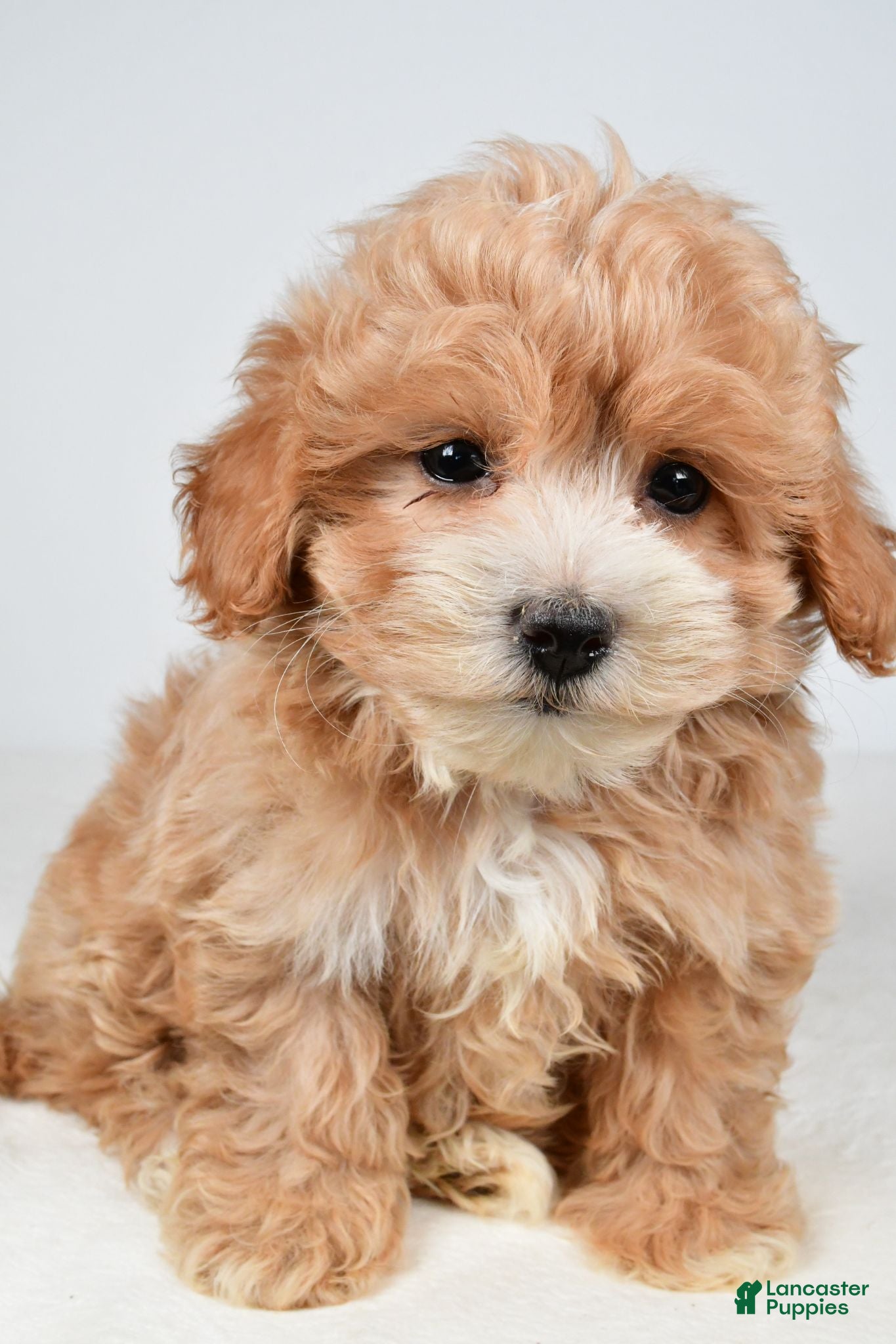Maltipoo dogs Cassandra - Ad 1