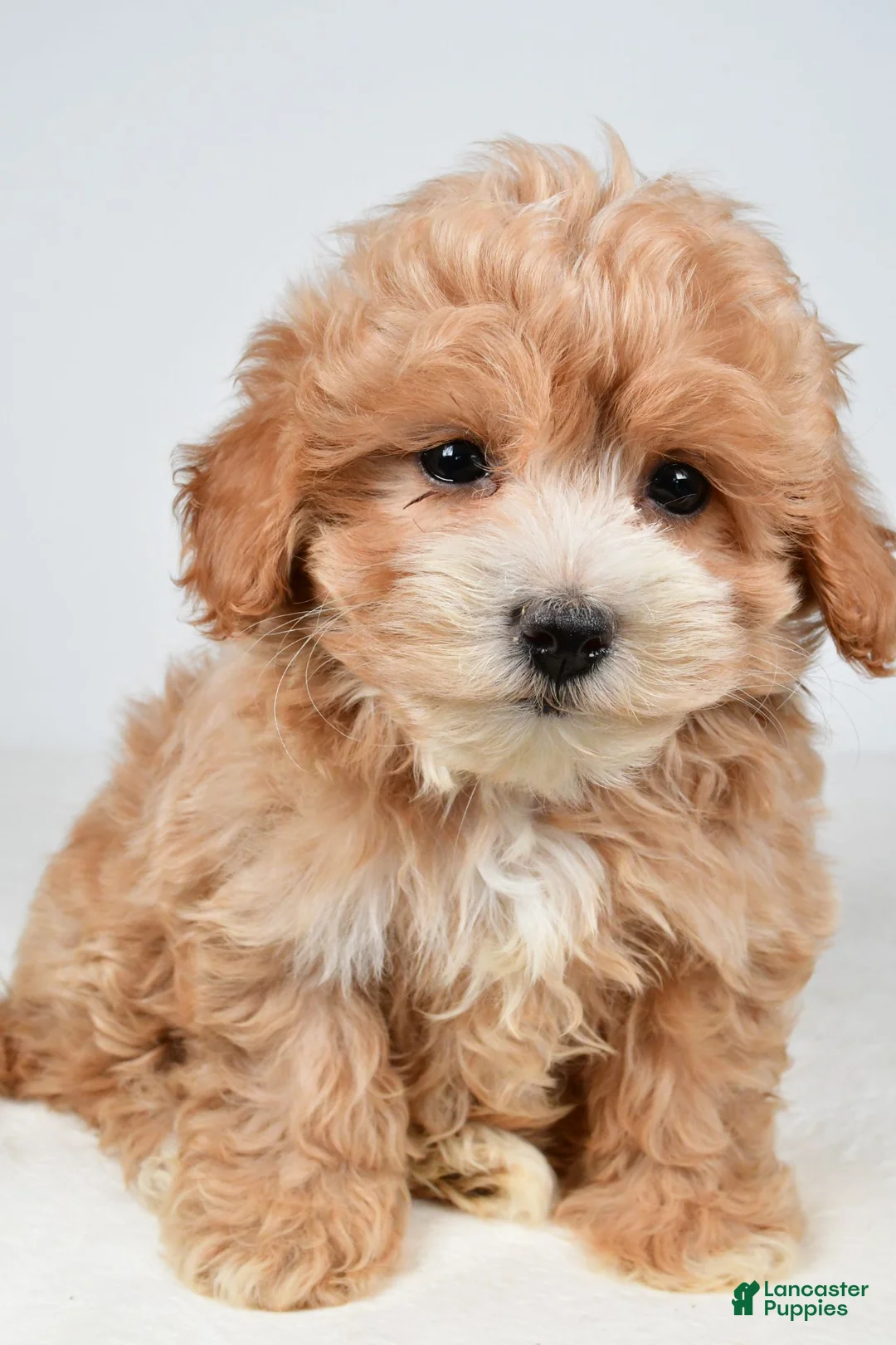 Maltipoo dogs for sale: Cassandra - Ad 1