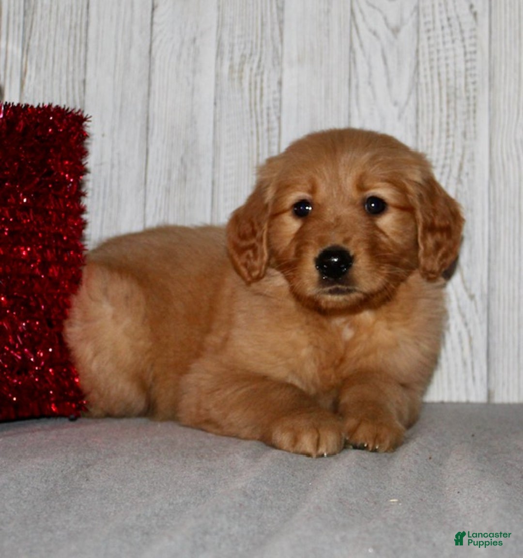 Golden Retriever dogs for sale: Pippa - Ad 8