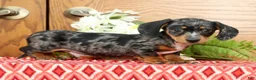Miniature Dachshund dogs for sale: Snickers - Ad 3