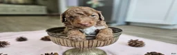 Standard Poodle dogs for sale: Dax - Ad 6