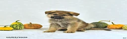 German Shepherd dogs for sale: Moose - Ad 4