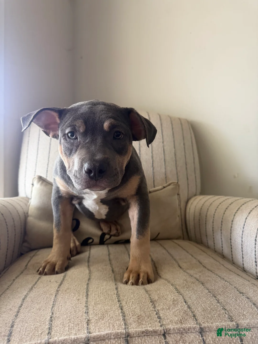 American Bully dogs for sale: Fatty Poo - Ad 1