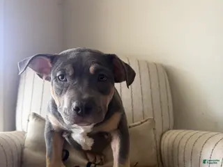 American Bully dogs for sale: Fatty Poo - Ad 1