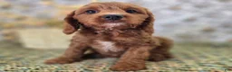 Cavapoo dogs for sale: Iceberg - Ad 1