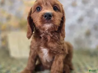 Cavapoo dogs Iceberg - Ad 22