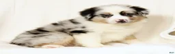 Miniature Australian Shepherd dogs for sale: Laine - Ad 7