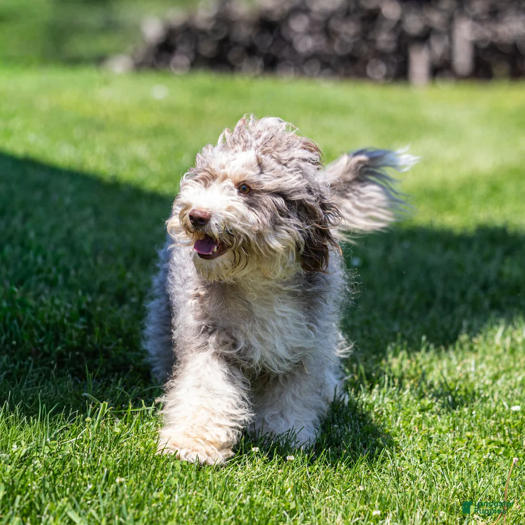 Bernedoodle dogs for sale: Crew Bernedoodle Puppy  - Ad 4