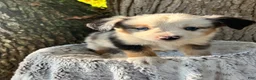 Miniature Australian Shepherd dogs for sale: Milo - Ad 1