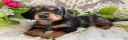 Miniature Dachshund dogs for sale: Kade - Ad 6