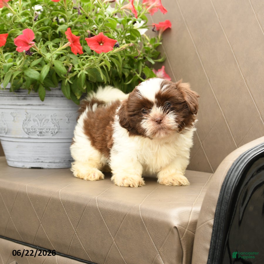 Shih Tzu dogs Chewie - Ad 2