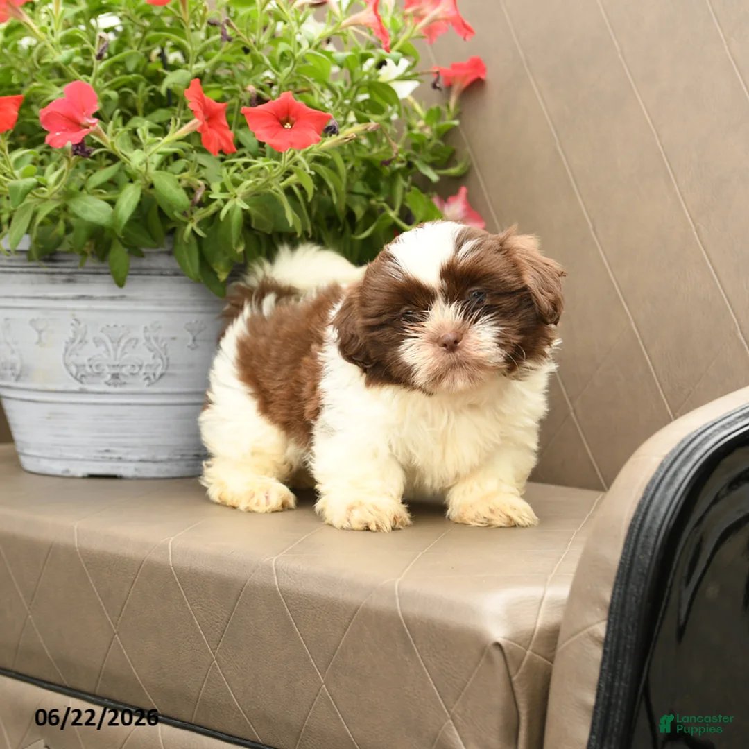 Shih Tzu dogs for sale: Chewie - Ad 2