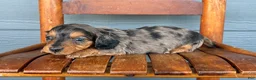 Miniature Dachshund dogs for sale: Denim - Ad 3